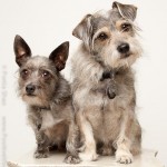 Pet Photography by Positive Vista Photography & Art by Portia Shao