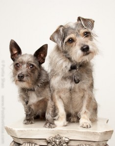 Pet Photography by Positive Vista Photography & Art by Portia Shao